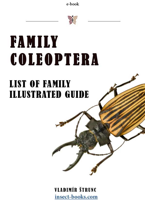 Family Coleoptera